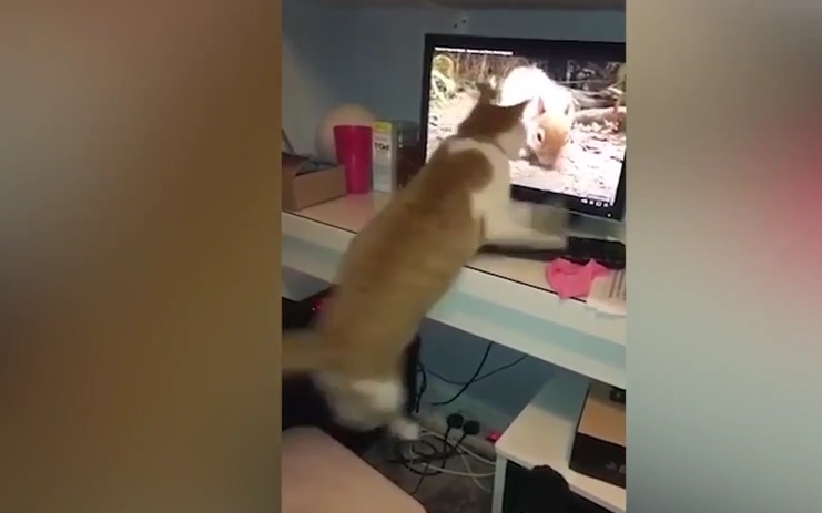 Chết cười khoảnh khắc chú mèo nhảy lên vồ sóc trên màn hình vi tính